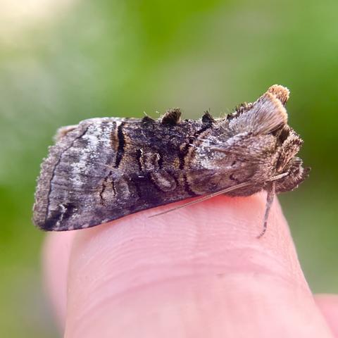 Side on shot of Spectacle moth on a finger.  It faces right. It is largely dark grey, with a darker almost black band across the middle which is edged in ginger lines.  it has two stigmata within the band, one oval, one kidney shaped.  Its mohican point forward from the top of its head.