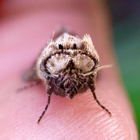 Front on shot of Dark Spectacle moth.  It too has white markings edged in black, above its eyes, that resemble a big pair of spectacles.  It has lost its tuft suggesting it is an older moth. It also has a snout that sticks out.