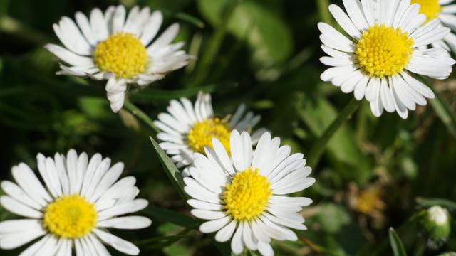 Einige Gänseblümchen aus unmittelbarer Nähe