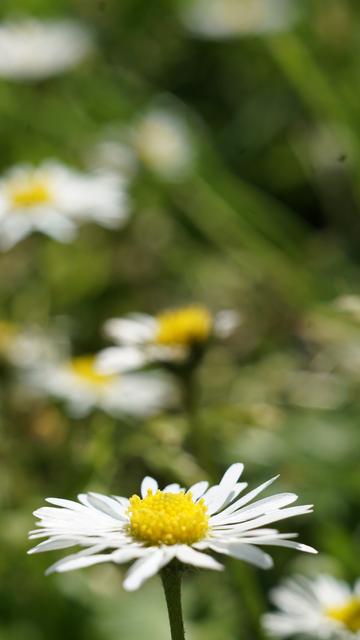 Weniger Blümchen, mehr Unschärfe weil horizontaler aufgenommen