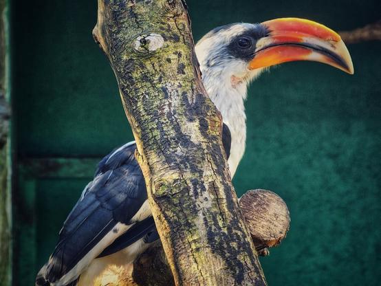 A Von der Decken's hornbill with a striking orange and yellow beak, white head, and dark blue wings perches on a textured tree branch against a muted green background.