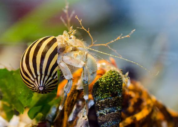 Two hermit crabs climbing an orange kelp holdfast. The hermit on the left wears a zebra snail shell, striped yellow and black, the stripes leading from the apex to the rim. The hermit is a Hairy, in very pale colours, orange, blue, and green. His eyes are striped, the antennae a dotted line in green and white. The second hermit, on the right, wears a long, narrow shell, striped brown and pale blue, but with a heavy coat of dark green algae on the open end. Background; sea lettuce, eelgrass.