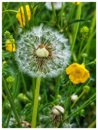 Dandelion and green grass.