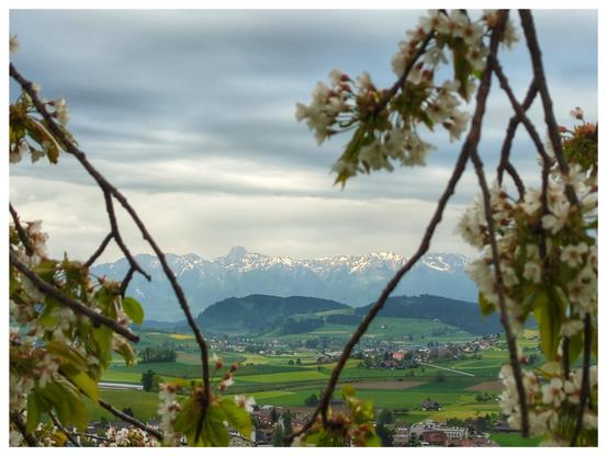 Through the blooming branches of a cherry trees you can see a valley with some houses, hills and mountains at the horizon.