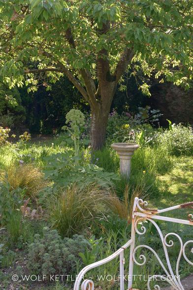 The light in this photograph is dappled sunlight.
In the foreground on the right, part of a white painted, rusty metal garden bench. Behind it, going across, a border with perennials and ornamental grasses, not yet as full as it will get later in the year.
Roughly in the middle distance, from the left, a tall Angelica with a large flower head that is yet to open. Next to it the lower section of a larger tree and a stone birdbath.
Behind all this on the right are wildflower mounds, with flowering Red campion just about visible.
The rest of the background are shrubs and hedging, partly in the shade.
