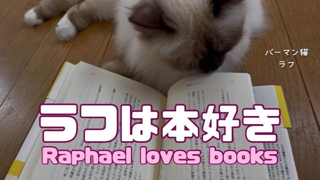 バーマン猫ラフ【ラフは本好き】Raphael loves books（バーマン猫）Birman/Cat
