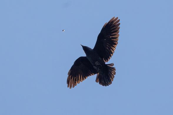 Fliegende Dohle schnappt ein Insekt