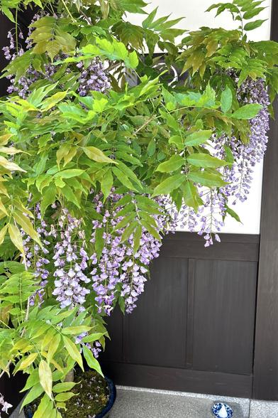 京町家の間取りの店舗前に飾られていた鉢植えの割には大きな藤。藤色の房に花がいくつも付いている / 2025.05.03 室町通三条から