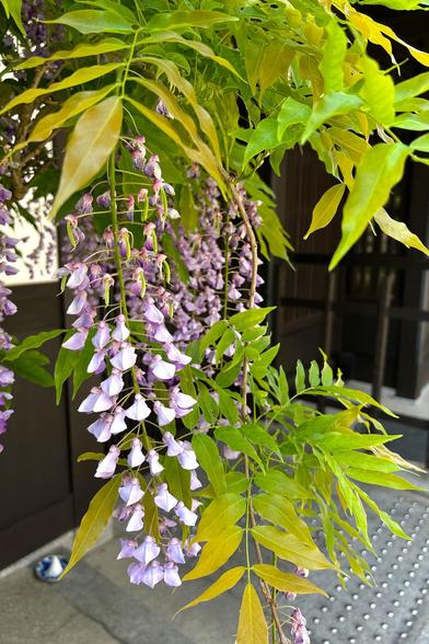 京町家の間取りの店舗前に飾られていた鉢植えの割には大きな藤。藤色の房に花がいくつも付いている / 2025.05.03 室町通三条から