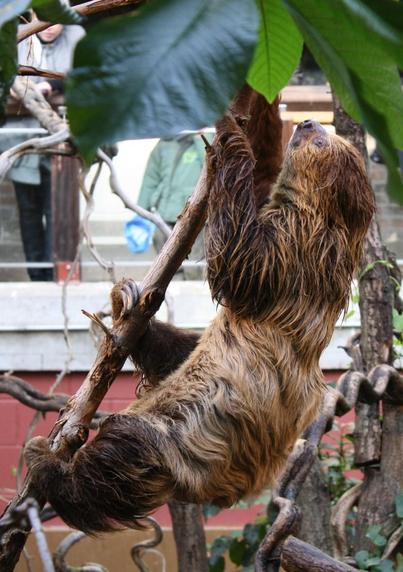 Toe-toed sloth climping up on a branch. Its fur is wet.