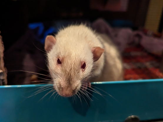 Otto, a siamese dumbo rat, looking out from an open enclosure.