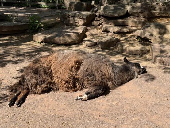 Ein ruhendes Lama liegt in einem schattigen Bereich auf dem Boden. Es ist umgeben von Felsen und spärlicher Vegetation.