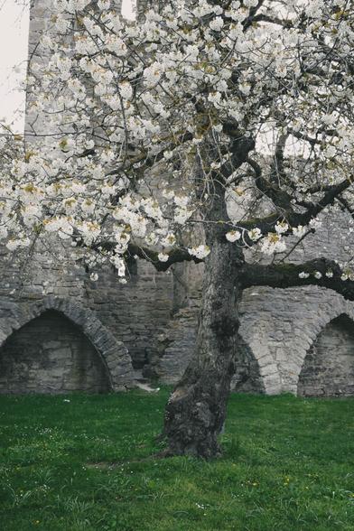 Ett gammalt körsbärsträd i full blom med vita vackra blommor. Träden står på en gräsplätt framför en bit av den medeltida ringmuren i Visby.