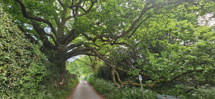 A narrow country lane passes beneath the sprawling, low-hanging branches of a large, old oak tree. The tree’s thick limbs arch over the road, creating a green tunnel of leaves. Dense greenery and hedges line both sides of the lane, and a small signpost is visible on the right side of the road. The scene is lush and tranquil, with dappled sunlight filtering through the foliage.