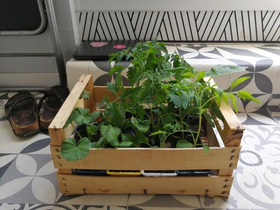 Posé sur le sol, une cagette contenant des plants de légumes. On distingue des plants de tomates, d'aubergines, de courge, entre autre.