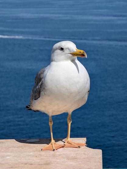 Seagull on the wall with the sky and the sea behind