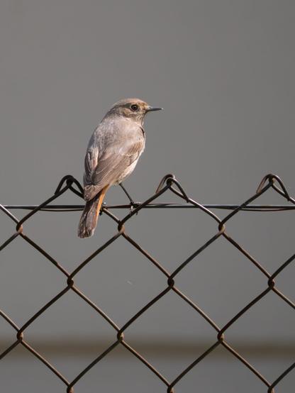 𝗣𝗶𝗰𝘁𝘂𝗿𝗲 𝗗𝗲𝘀𝗰𝗿𝗶𝗽𝘁𝗶𝗼𝗻 (𝗘𝗻𝗴): AA female black redstart perches on a wire mesh fence against a gray background greatly softened by the telephoto lens's blur. The bird has its back to the photographer and is looking at him so we can clearly see its head.

𝗗𝗲𝘀𝗰𝗿𝗶𝗽𝗰𝗶𝗼́𝗻 (𝗘𝘀𝗽): En una valla de malla de alambre está posada una hembra de colirrojo tizón contra un fondo gris muy suavizado por el desenfoque del teleobjetivo. El ave está de espaldas al fotógrafo y le mira de modo que podemos ver claramente su cabeza.