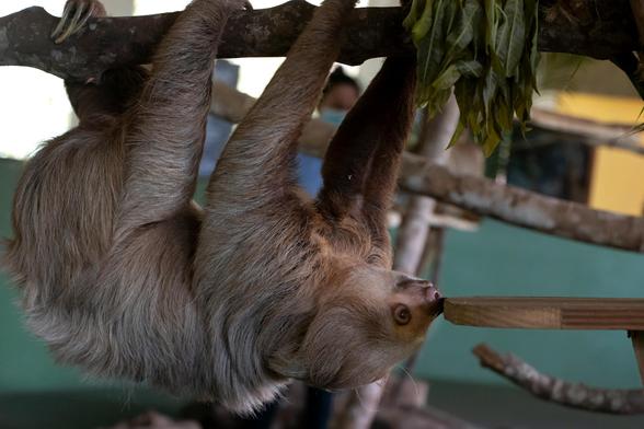 super cute sloth hanging from a branch. with its nose, its touches a wooden plank. abouth its head are a bunch of dry leafs