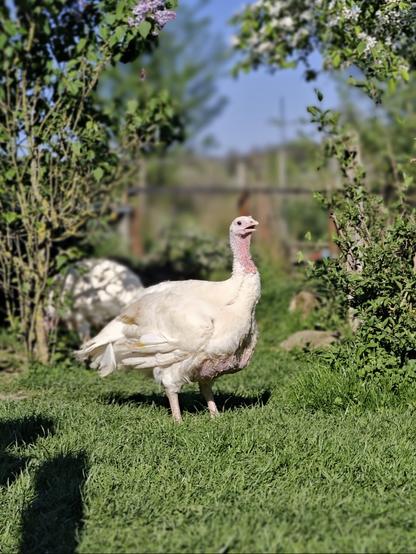 Eine weiße Pute steht auf einer grünen Wiese. Im Hintergrund Büsche und eine weitere Pute.