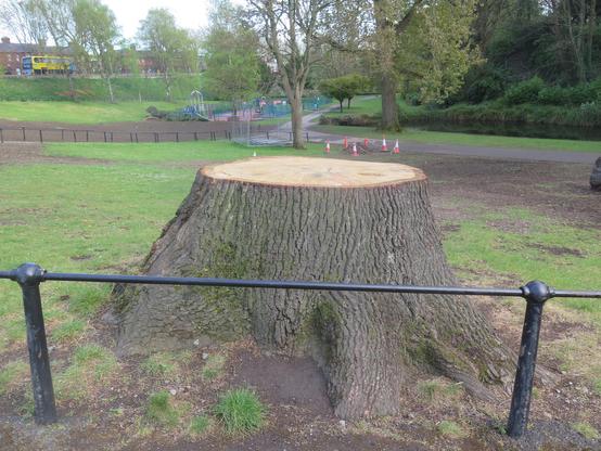 The stump of a severed tree in a park. In the distance can be seen a path and beyond that a road with a row of houses and a bus. There is a fence in front of the tree stump.