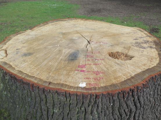 A closer view of the tree stump, looking down on its flat surface. There is writing in red on it, but quite small and hard to read in the picture.