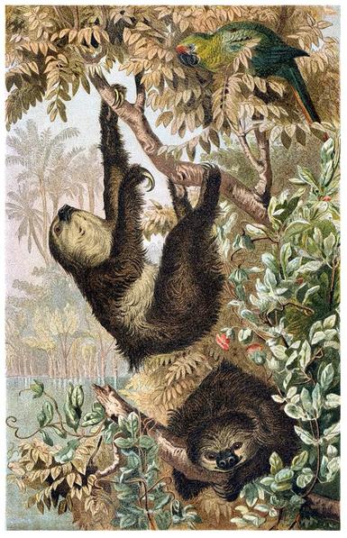 Die Faultiere (Folivora, auch Tardigrada oder Phyllophaga) bilden eine Unterordnung der zahnarmen Säugetiere (Pilosa) und sind mit den Ameisenbären und den Gürteltieren verwandt (Nebengelenktiere). Die drei verfügbaren wissenschaftlichen Bezeichnungen finden in Fachveröffentlichungen rege Verwendung, die beiden letztgenannten sind aber auch durch andere Tiergruppen belegt. Es bestehen sieben rezente Arten, die sich auf die beiden Gattungen der Zweifinger-Faultiere (Choloepus) und der Dreifinger-Faultiere (Bradypus) verteilen. Bei diesen heute lebenden Arten handelt es sich um eher kleine Tiere der Unterordnung, die durchschnittlich 50 cm lang und etwa 5 kg schwer werden. Sie bewohnen zumeist tropische Regenwälder in Süd- und Mittelamerika, wo sie sich bevorzugt in den Baumkronen aufhalten und sich von blatthaltiger Pflanzenkost ernähren. Bekannt sind die Faultiere vor allem durch ihre – mit dem Rücken nach unten – im Geäst hängende Lebensweise, ihre sehr langsamen Bewegungen und die langen Ruhephasen. Die beiden letztgenannten Eigenschaften werden durch einen extrem niedrigen Stoffwechsel hervorgerufen, der aus der energiearmen Blattnahrung resultiert.
Wiki 🖖