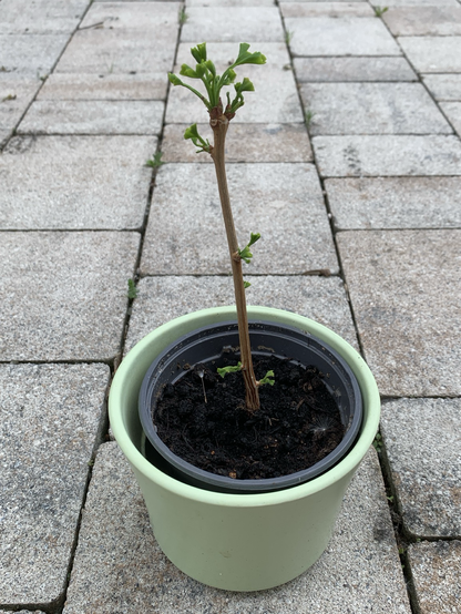 Small Ginko tree in a light green pot. The trunk sprouts leaves all over.