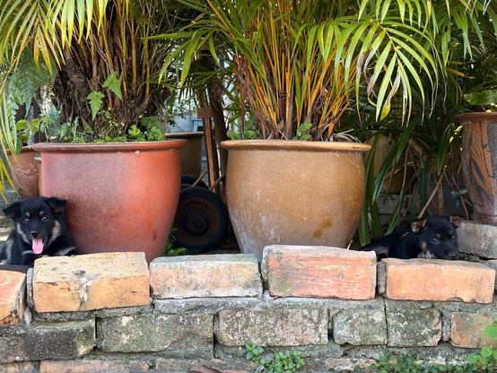 Two small black dogs are resting in the shade between large potted plants. The pots are placed on a raised brick platform, and the dogs are lying low, partially hidden behind the bricks. One dog on the left is yawning with its tongue out, while the other on the right is calmly lying down with its head resting on the bricks. Lush green palm leaves hang over the scene, providing a cool, shaded area.