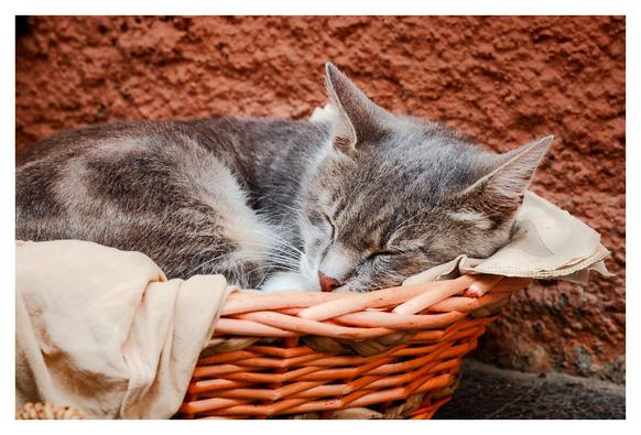 ### Motiv:
Im Bild ist eine schlafende graue Katze zu sehen, gemütlich in einem orangefarbenen Korb auf einem hellen Tuch. Der Hintergrund zeigt eine rötlich-braune Wand. Die Katze hat ihre Augen geschlossen und wirkt vollkommen entspannt.

### Stimmung und Wirkung:
Die Atmosphäre des Bildes vermittelt Ruhe und Geborgenheit. Die schlafende Katze strahlt Frieden aus und lädt dazu ein, einen Moment innezuhalten und den entspannten Augenblick zu genießen. Es ist ein Bild, das Freude und Wärme ausstrahlt.

### Technische Details:
Die Farben des Bildes sind sanft und harmonisch, mit den Erdtönen der Wand und dem warmen Orange des Korbes. Das Licht ist weich und verteilt sich gleichmäßig, wodurch die Katze und der Korb in den Mittelpunkt gerückt werden. Die Komposition betont die gemütliche Szenerie.