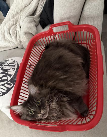Graue Katze in einem roten Waschkorb