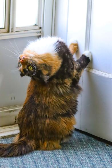 Photo of a fluffy calico cat perched up by a door with her front paws touching it, except she is looking backwards with her head upsidedown. This is what happens when you say pspsps backwards.
