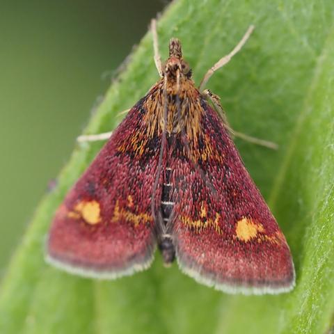 A delta shaped moth with dense maroon fur and a characteristic primrose blotch on each wing