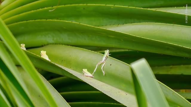 Some tiny green tree frogs sitting and leaping on pandanus leaves.