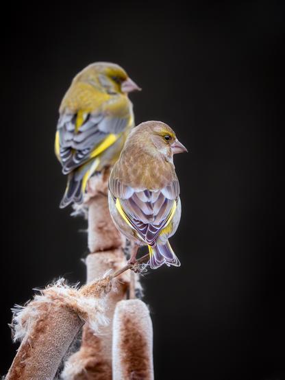 𝗣𝗶𝗰𝘁𝘂𝗿𝗲 𝗗𝗲𝘀𝗰𝗿𝗶𝗽𝘁𝗶𝗼𝗻 (𝗘𝗻𝗴): A couple of greenfinches (male and female) perched on the spikes of the bulrushes on the shores of the lagoons of Cantalejo (a village near Segovia, Spain). Both have their backs turned and are facing to the right of the image, thus revealing sexual dimorphism in their coloring, which is more vivid in the male and more subdued in the female.

𝗣𝗶𝗰𝘁𝘂𝗿𝗲 𝗗𝗲𝘀𝗰𝗿𝗶𝗽𝘁𝗶𝗼𝗻 (𝗘𝗻𝗴): Una pareja de verderones (macho y hembra) posados sobre las inflorescencias de las espadañas (Typha) de la orilla de las lagunas de Cantalejo (un pueblo de Segovia, en España). Ambos están de espaldas y miran hacia la derecha de la imagen, de modo que se aprecia el dimorfismo sexual en el colorido, más vivo en el macho, y más apagado en la hembra.