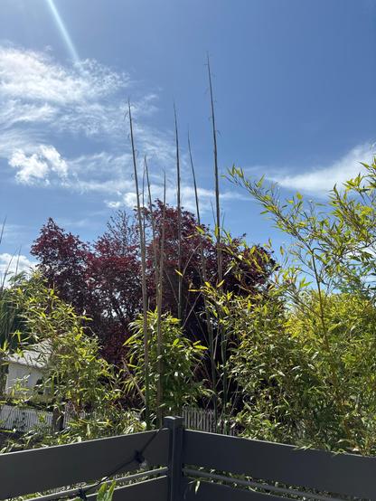 Les bambous ÉNORMES qui poussent derrière la terrasse et n’arrêtent pas de grandir (ils doivent faire 3m de haut) avec en arrière plan un arbre aux feuilles rouges dans la rue et un magnifique ciel bleu avec de petits nuages tout jolis