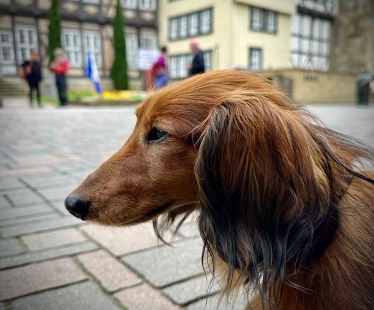 Das Bild zeigt ein Detail eines langhaarigen Dachshunds mit einem warmen, braunen Fell, das in der Vordergrundfokussierung deutlich sichtbar ist. Der Hund hat lange, schulterlangen Ohren, die an den Seiten seines Kopfes herabhängen. Sein Gesichtsausdruck wirkt ruhig und nachdenklich, während er nach rechts blickt. Im Hintergrund ist ein gepflasterter Platz zu sehen, auf dem einige Menschen stehen und sich unterhalten. Im Hintergrund sind historische Gebäude mit Fachwerkfassaden und Fenstern zu erkennen, was auf eine europäische Stadt hinweist. Die Atmosphäre des Bildes ist ruhig und friedlich, mit einem Hauch von historischem Charme.