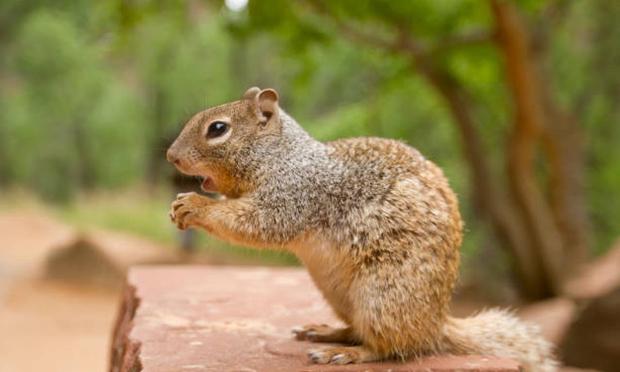 Un ejemplar de ardilla moruna. (Getty Images)