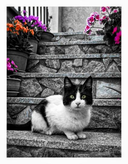 A black and white photo with little pops of colour. It is of a cat resting on steps to a house. The cat is in the foreground looking straight at you with its green eyes. Further up the steps on either side are flower pots and in them some flowers. The flowers range in colour from pink to orange to a kind of purple colour.