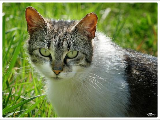 Bildbeschreibung:
Die Moorkatzen beim Fressen.