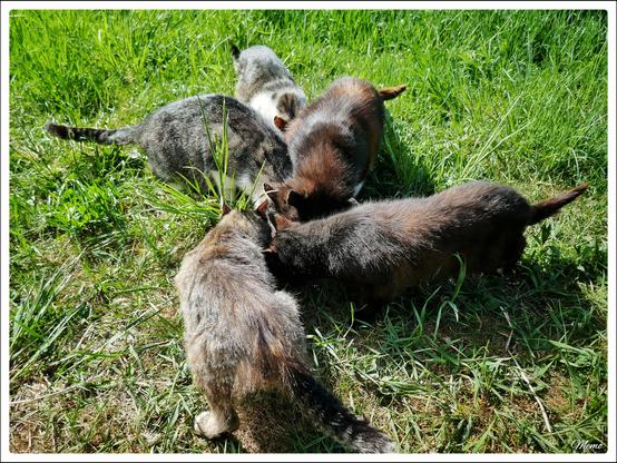 Bildbeschreibung:
Die Moorkatzen beim Fressen.