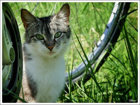 Bildbeschreibung:
Die Moorkatzen beim Fressen.