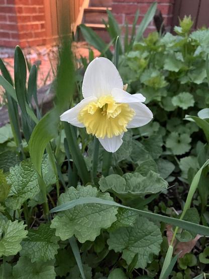 A white and yellow daffodil amongst green leaves in front of a brick wall and stairs in background
