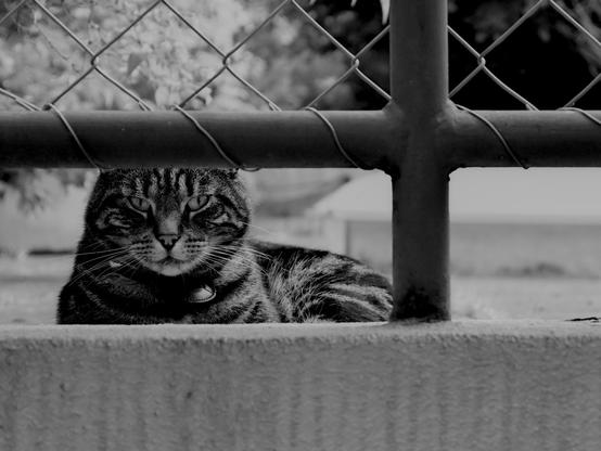 The image features a striped cat resting behind a fence. The cat has a focused expression, with its eyes visible through the horizontal bars of the fence. The image is presented in black and white, highlighting the textures of the cat's fur and the surrounding environment.