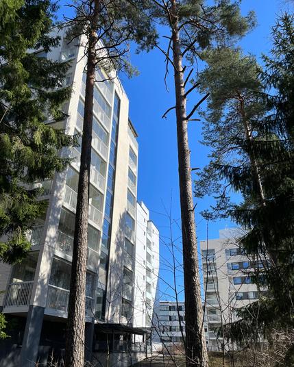 Tall pine trees frame modern apartment buildings against a clear blue sky, showcasing a blend of nature and contemporary architecture.