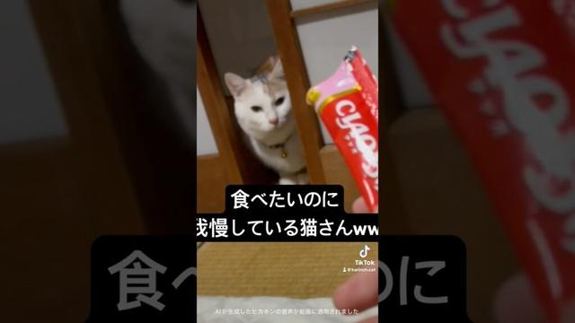 食べたいのに主人が嫌すぎて我慢をする猫wwww #shorts #保護猫 #猫 #猫のいる生活 #猫のいる暮らし