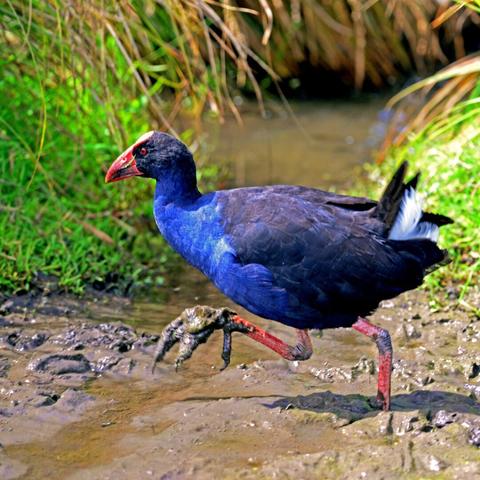 Photo shows a very colourful bird with large claw-feet covered in thick mud. The swamphen is a typical bird living near wetlands, with a size like a large, domesticated hen with long legs. It got a large red beak with a red front lap on its forehead. The eyes are deep red, as is its feet. The head is deep blue, and the front body is a more ordinary blue colour. Its wings and tail are a mix of purple and shade of blue. The underlaying feather on its back and backend is white. This phot is taken when the bird is walking to the left through a muddy stream with some swampy water puddles in the background. There are some long grass and shrub in green, red and brown around the stream and water. The expression of the animal is one of determined end of week mood.