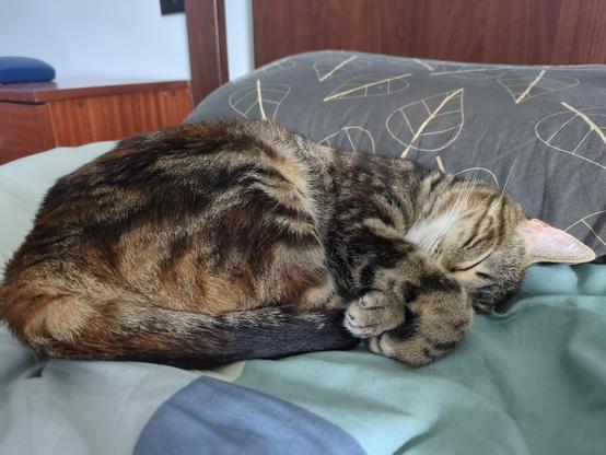 La Sigma, una gata tigrada marró, profundament adormida al meu llit, just al costat del coixí. Té els ulls mig tapats amb les mans.