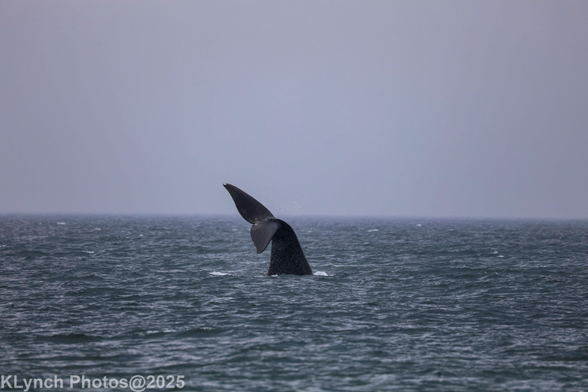 Uncroped and taken from the shore