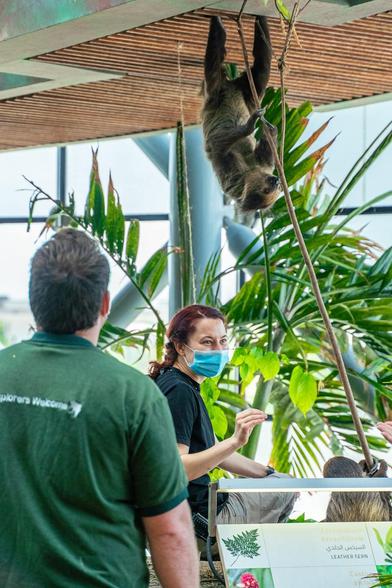 There is a two-toed sloth up in the picture. Its climping down a rope in a zoo enclosure. In the back are big leafs and in the foreground are two zookeeper.