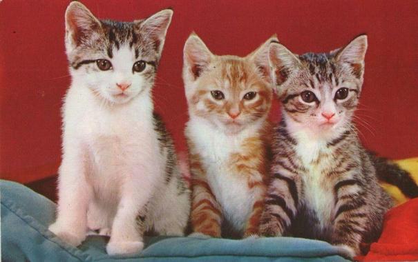 Three kittens pose on a soft blue blanket and their eyes look right.